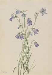 Zvonek okrouhlolistý (Campanula rotundifolia)