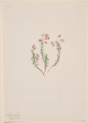 Vřes (Phyllodoce intermedia)