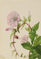 Svlačec živý plot Calystegia Convolvulus sepium, 1932.