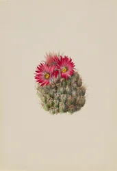 Ježek Cactus Coryphantha arizonica, 1933.