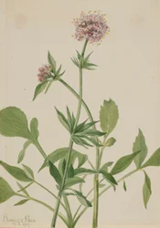 Kozlík lékařský (Valeriana sitchensis)