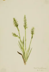 Dámská kapucínka (Ibidium strictum)