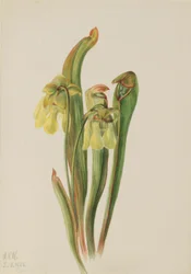 Kapucínka (Sarracenia minor)