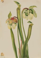 Hybridní pěnišník (Sarracenia minor)
