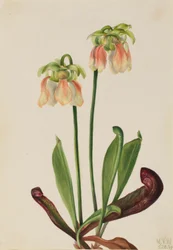 Hybridní pěnišník (Sarracenia minor x psittacina)