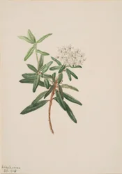 Labradorský čaj (Ledum groenlandicum)