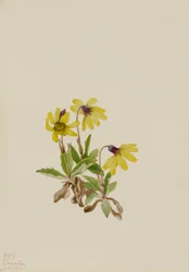 Arnika z jezera Louise (Arnica louisiana)