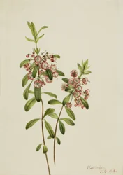 Kalmie úzkolistá (Kalmia angustifolia)