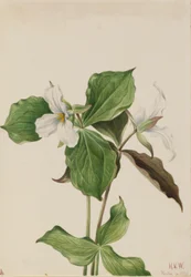 Trillium velké bílé (Trillium grandiflorum)