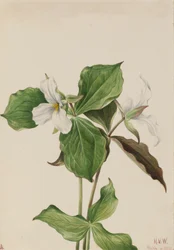 Velké bílé Trillium Trillium grandiflorum, 1923.