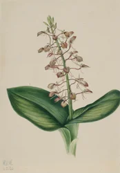 Lily Twayblade (Liparis liliifolia)