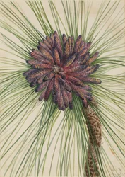 Borovice dlouholistá Pinus palustris, 1929.