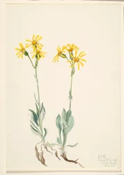 Parnassia Montana (Parnassia montanesis)