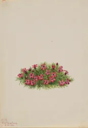 Mech Campion (Silene acaulis)