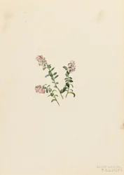 Brusinka horská (Vaccinium vitisidaea minus)