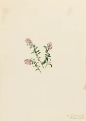 Brusinka horská Vaccinium vitisidaea minus, 1907.