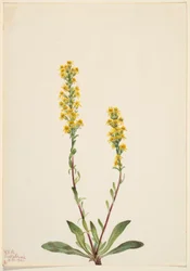 Zlatobýl horský (Solidago oreophila)