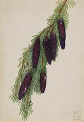 Jedlička horská Tsuga mertensiana, 1923.