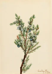 Jalovec sibiřský (Juniperus sibirica)