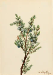 Jalovec horský Juniperus sibirica, 1917.
