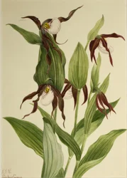 Pantofle horská Cypripedium montanum, 1923.