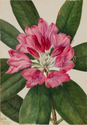 Horská růže (Rhododendron catawbiense)
