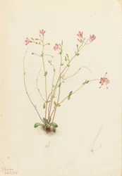 Jarní kráska Naiad Claytonia parvifolia, 1905.