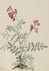 Hedysarum severní (Hedysarum boreale)