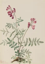 Severní Hedysari Hedysari boreale, 1916.