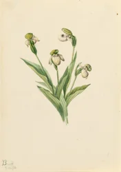 Střevíčník pantoflíček (Cypripedium passerinum)