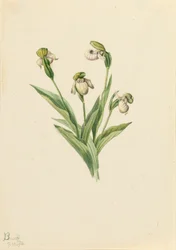 Pantoflíček severní Cypripedium passerinum, 1916.