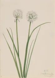 Cibule severní (Allium sibiricum)
