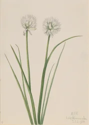 Cibule severní Allium sibiricum, 1920.