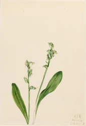 Orchidej jednolistá (Habenaria obtusata)