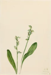 Jednolistá bažinatá orchidej Habenaria obtusata, 1922