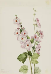 Globemallow oranžové oko (Sphaeralcea davidsonii)