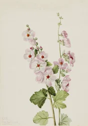 Orange-Eye Globemallow Sphaeralcea davidsonii, 1926