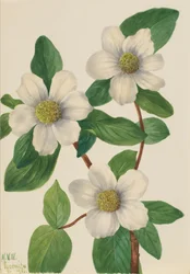 Svída tichomořská Cornus nuttallii, 1933