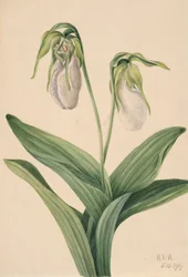 Pantofle bledé dámy Cypridedium acaule, 1919.