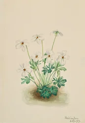 Běhoun Pansy Violet Viola, 1919.