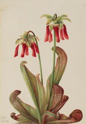Papouščí láčkovka Sarracenia psittacina, 1925.