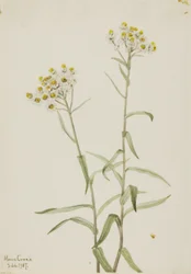 Perleťovec věčný (Anaphalis margaritacea)