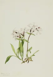 Rašeliník (Silene caroliniana)