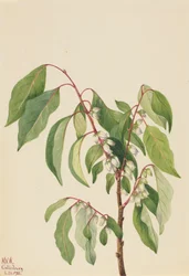 Tomel Diospyros virginiana, 1932.
