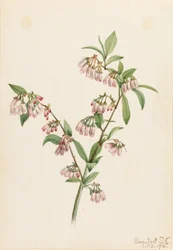 Borůvka borová (Vaccinium tenellum)