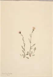 Růžový blešník (Erigeron jucundus)