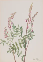 Pink Hedysarum Hedysarum americanum, 1918.