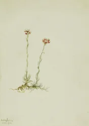 Růžové kočičí tlapky (Antennaria rosea)