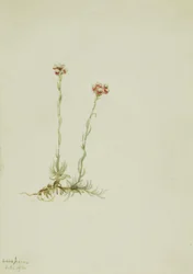 Růžové kočičí tlapky, Antennaria rosea, 1916.