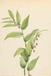 Pink Twisted Stalk Streptopus curvipes, 1913.